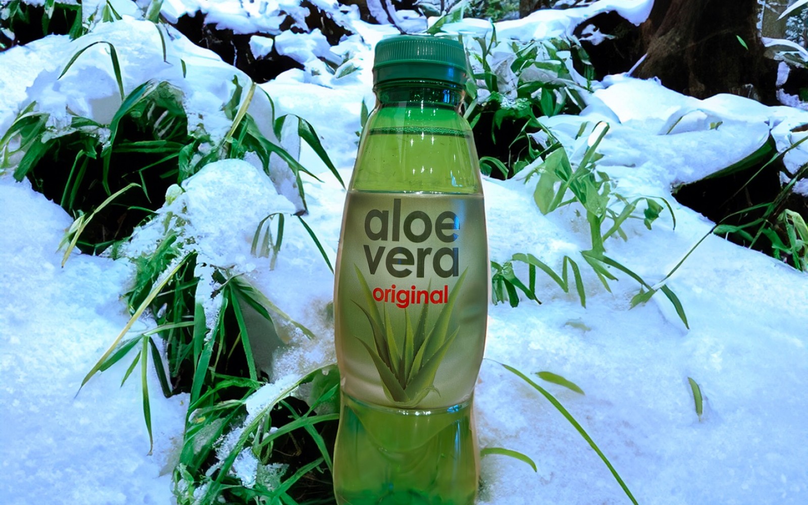 Supporting your immune system, an aloe vera drink can have many health benefits!